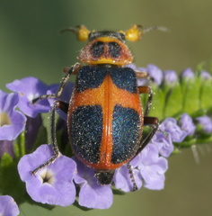 Collops balteatus