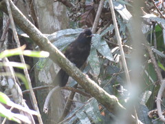 Pyriglena leucoptera