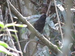 Pyriglena leucoptera