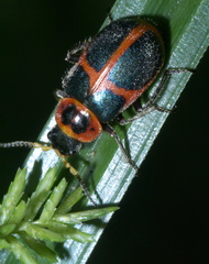 Collops balteatus