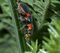 Collops balteatus