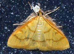 Helvibotys helvialis