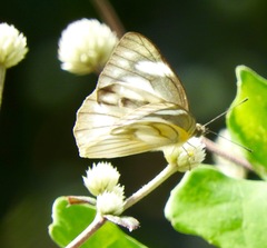 Appias libythea