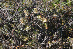 Gaultheria macrostigma