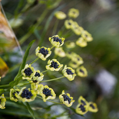 Bupleurum stellatum