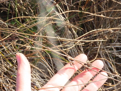 Juncus breweri
