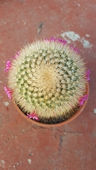 Mammillaria spinosissima tepoxtlana