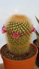 Mammillaria spinosissima tepoxtlana