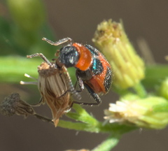 Collops quadrimaculatus
