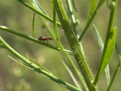 Collops quadrimaculatus
