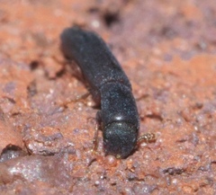 Colydium lineola