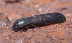 Colydium lineola