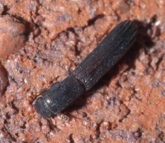 Colydium lineola