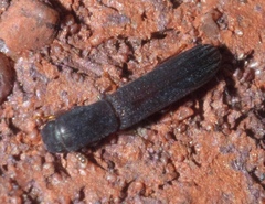 Colydium lineola