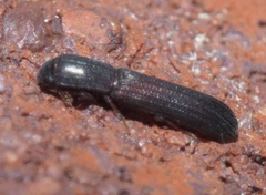 Colydium lineola