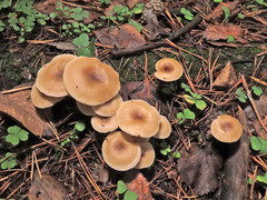 Clitocybe metachroa