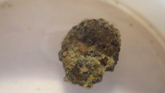 Helicopsyche borealis