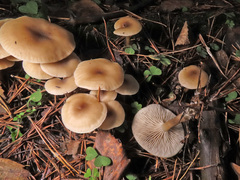 Clitocybe metachroa