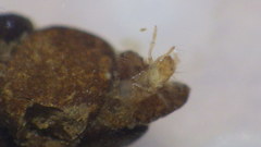 Glossosomatidae
