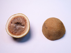 Elaphomyces granulatus