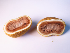 Elaphomyces granulatus