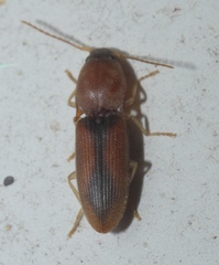 Conoderus suturalis