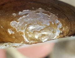 Pyganodon grandis