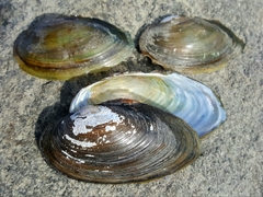 Pyganodon grandis