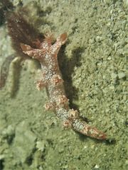 Bornella hermanni