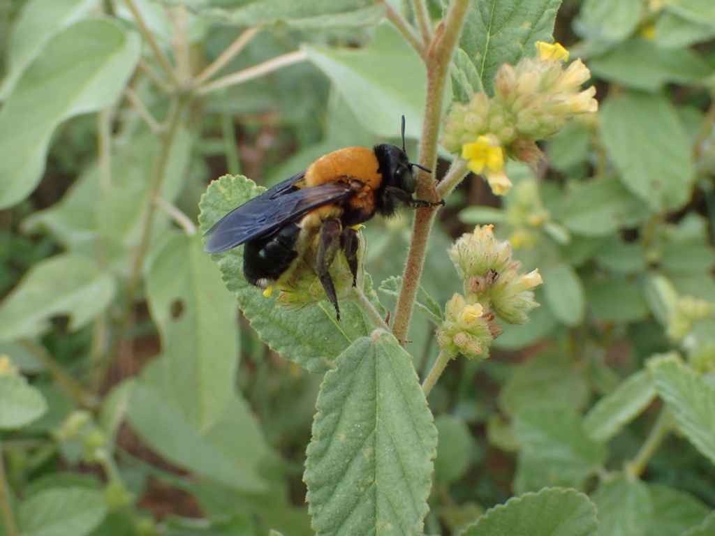 Mesoxaea texana