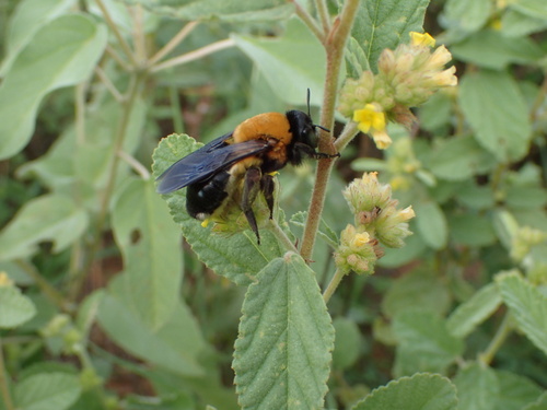 Mesoxaea texana
