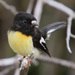 South Island Tomtit - Photo Mark Jobling, no known copyright restrictions (public domain)