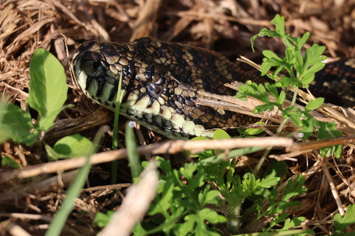 Coastal Carpet Python sighting
