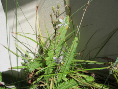 Another photo of Spider Plant