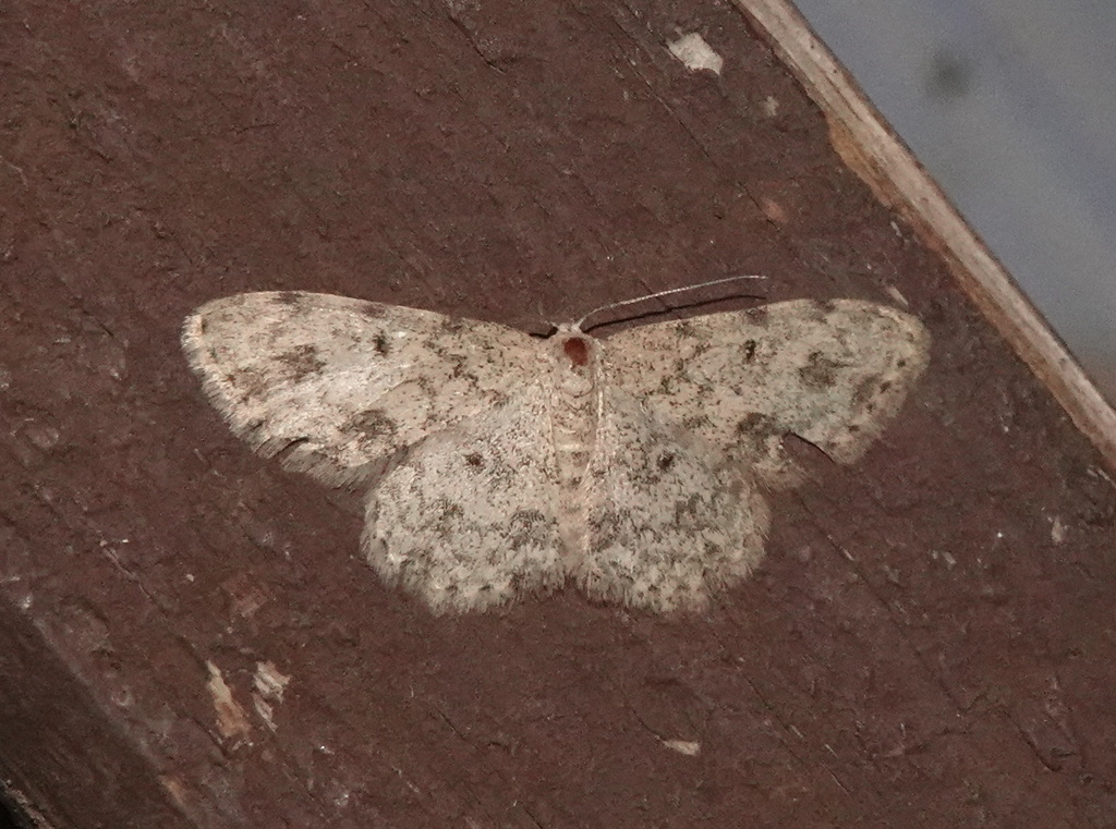 Scopula plantagenaria