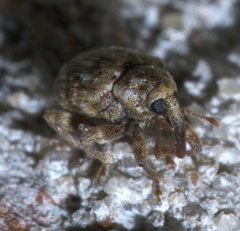 Conotrachelus recessus