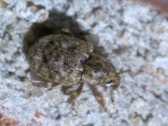 Conotrachelus recessus