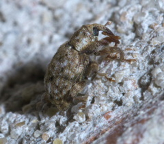Conotrachelus recessus