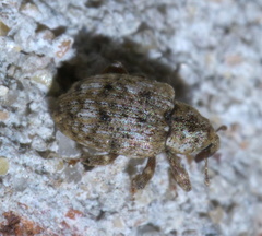 Conotrachelus recessus