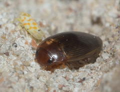 Copelatus glyphicus