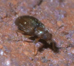 Corticarina