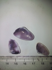 Donax punctatostriatus