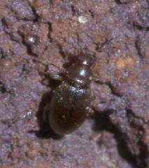 Corticarina