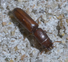 Corticotomus cylindricus