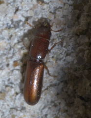 Corticotomus cylindricus
