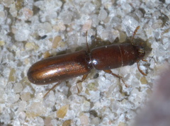 Corticotomus cylindricus