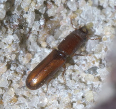 Corticotomus cylindricus