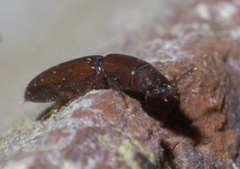 Corticotomus cylindricus