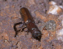 Corticotomus cylindricus