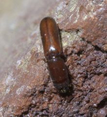 Corticotomus cylindricus